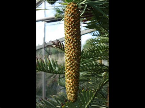 Wollemi Pine | Rob's Nursery