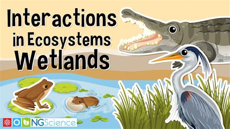 Wetland Animals And Plants For Kids