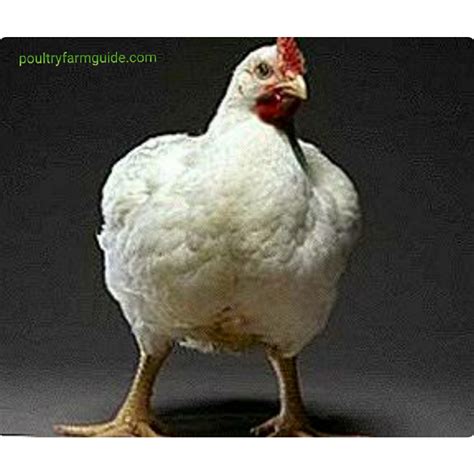 How To Choose The Best Broiler Breed For Optimal Performance Poultry