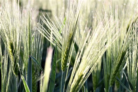 Barley Field Fields - Free photo on Pixabay - Pixabay