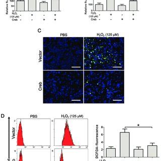 Overexpression Of Creb Leads To Activation Of Creb Bcl Caspase