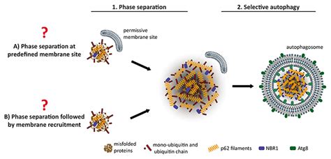 p mediated phase separation   intersection   ubiquitin