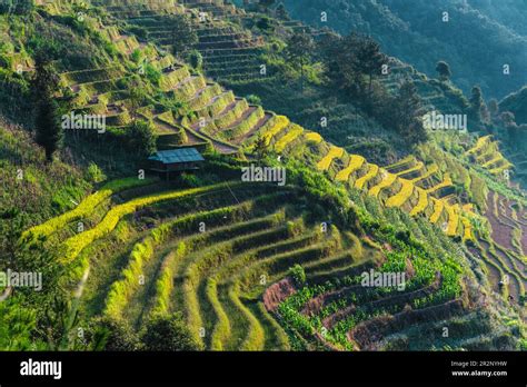 Landscape View Of Rice Fields In Mu Cang Chai District Yen Bai