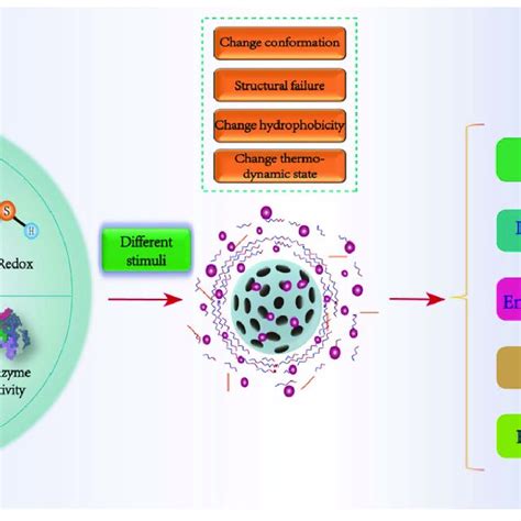 Schematic Diagram Of Targeted Drug Delivery By Nps Under Different