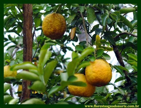 Limão Galego Cravo Citrus Limonia Rutaceae Fruta De Quinta Flickr