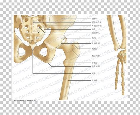 Pelvis Bone Forearm Ligament Hip Png Clipart Abdomen Anatomy Arm