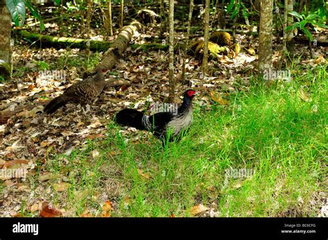 kalij pheasant pair hawaii volcanoes national park hawaii usa stock
