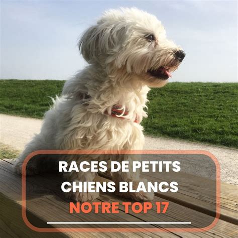 Les Chiens Peuvent Ils Manger Des Amandes Chien Conseils