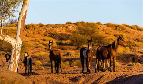 GALLERY: Brumbies, Australia's wild horses - Australian Geographic