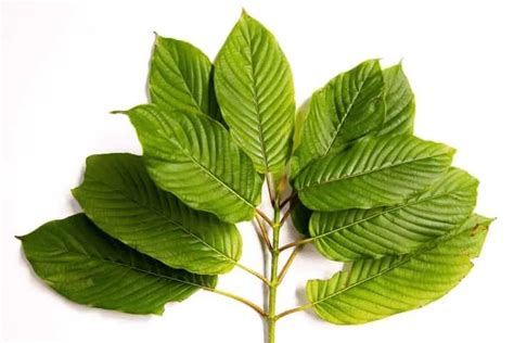 Was Ist Kratom Alles Ber Kratom Und Seine Verwendung