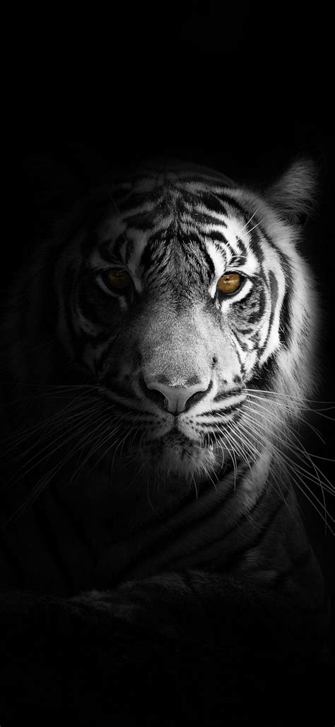 Black Tiger iPhone Wallpapers - Top Free Black Tiger iPhone Backgrounds ...