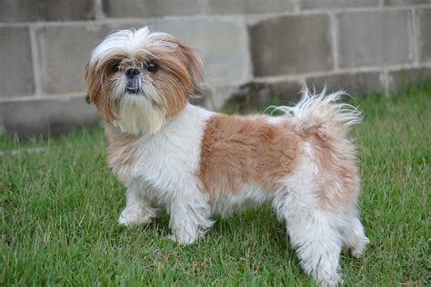 Perro Shih Tzu Cuidados Características Y Curiosidades