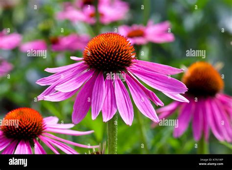 Narrow Leaved Purple Coneflower Echinacea Angustifolia Bavaria