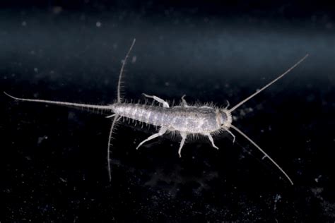 Do Silverfish Bite? - Pest Control Facts