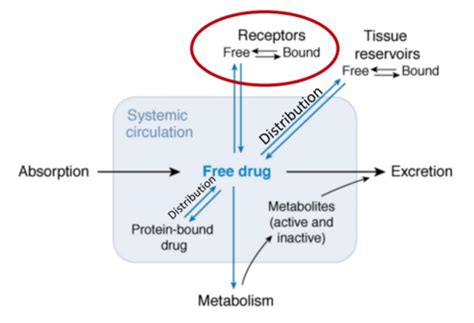 Clinical Pharmacokinetics And Pharmacodynamics Flashcards Quizlet