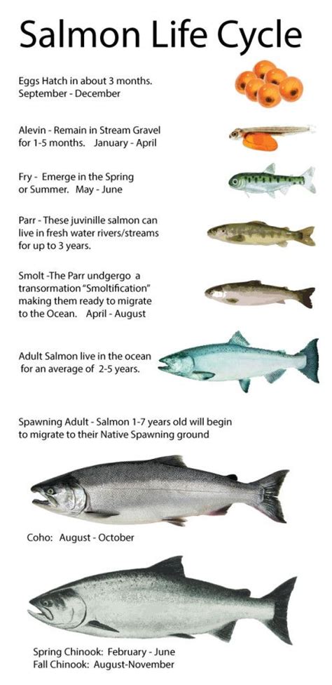 Pin By Jennifer Temple On Alaska Salmon Steelhead Life Cycles