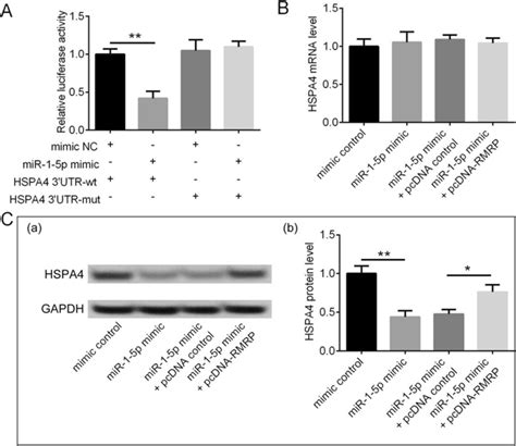 Ac Identification Of The Rmrp Mir P Hspa Network A Hl Cells