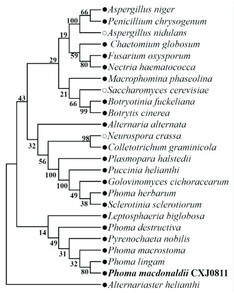 Phylogenetic Relationships Among Common Plant Pathogenic Fungi Based On