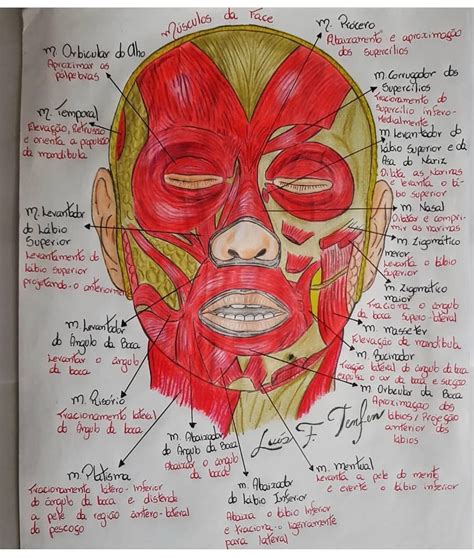 Musculos Da Face E Suas Funções - Musculos Da Face E Suas Funções - FDPLEARN