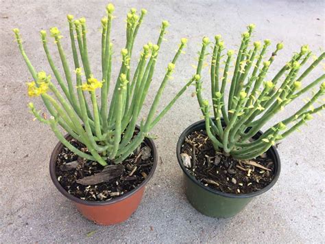 Pencil Tree And Milk Bush Stick Plantcactus Euphorbia Leucadendron Cat