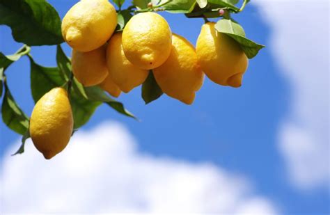 Come curare la pianta di limone in vaso o in giardino l importante è