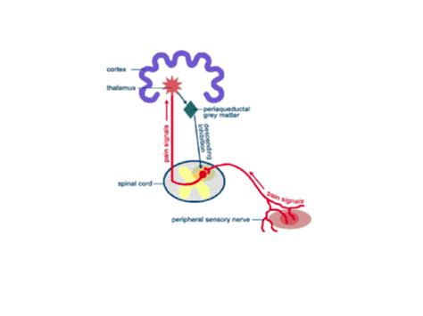 Unit Pain Flashcards Quizlet