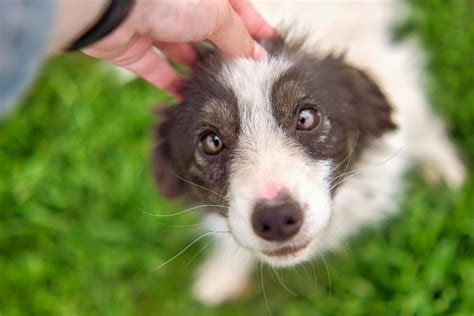 Tratar la Conjuntivitis en Perros Síntomas y Remedios