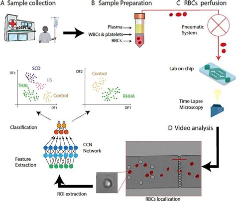 Microfluidic Meets Deep Learning To Analyze Red Blood Cells Ufluidix