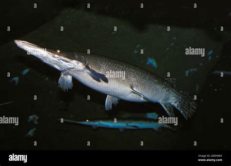 Alligator Gar Atractosteus Spatula Adult Stock Photo Alamy