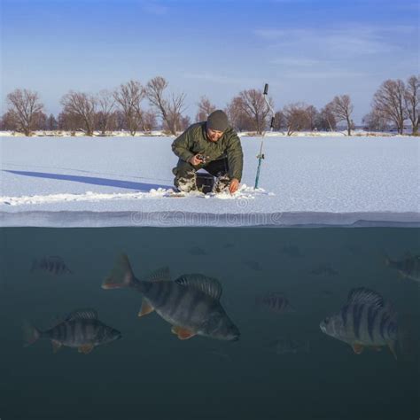 Pesca De Perca De Invierno Pescador Captura De Peces En Hielo Nevado