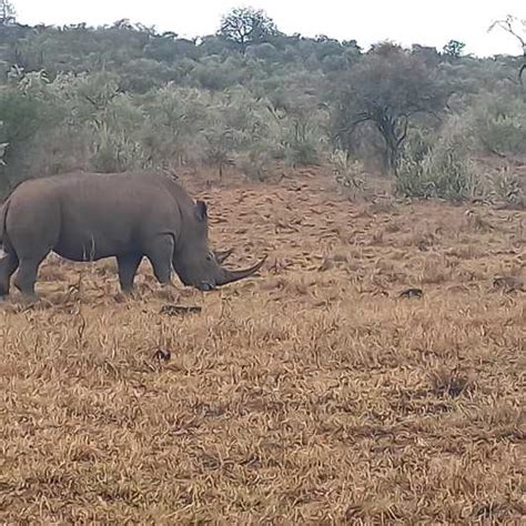 Days Safari Tsavo East Taita Hills Saltlick Lodge Getyourguide