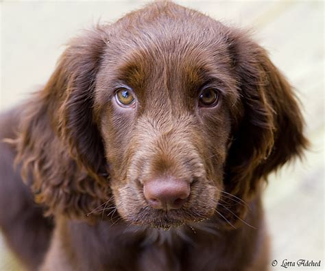 Field Spaniel Puppies - Puppy Dog Gallery