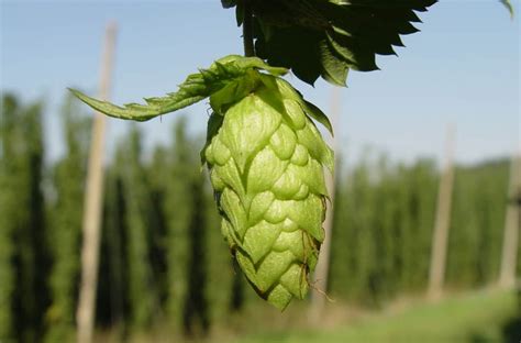 Saaz Hops Guide: What They Are and They Bring to the Table - Beertannica