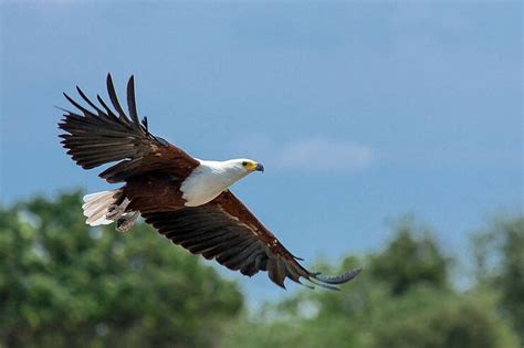 The African Fish Eagle An Icon Of Africa