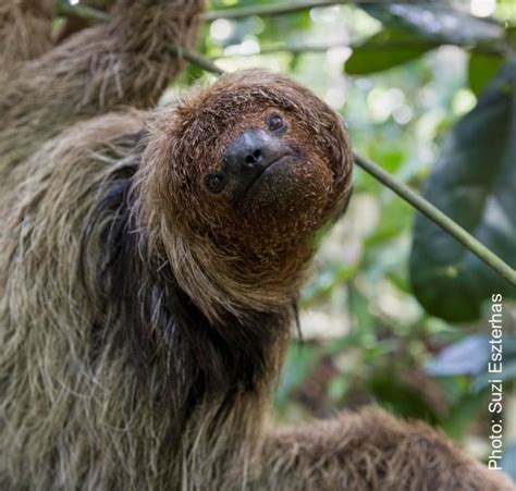 How Weather Shapes Maned Sloths’ Behavior and Visibility - SloCo