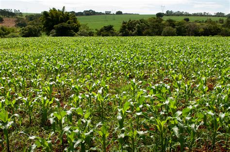 Goiás tem 11 municípios entre os 100 mais prósperos do agronegócio no