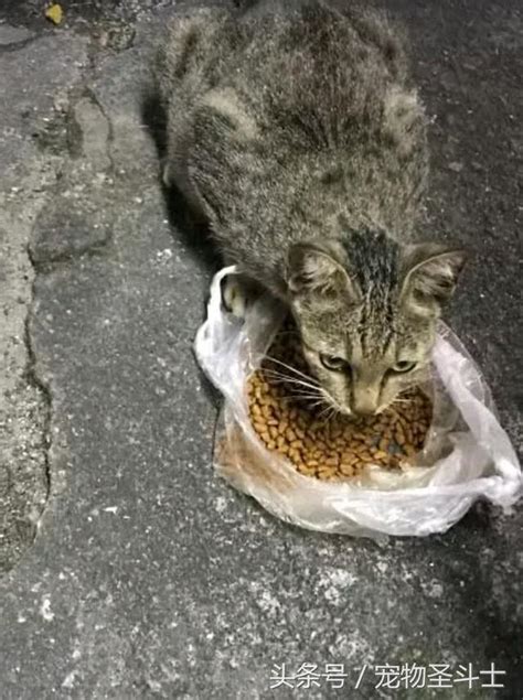 好心人給流浪貓餵食不料被自家貓看見了那表情絕了 每日頭條