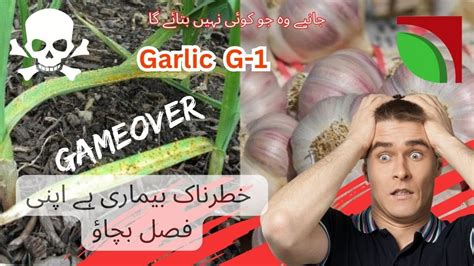 Garlic Diseases And Control Garlic Rust Control How To Control