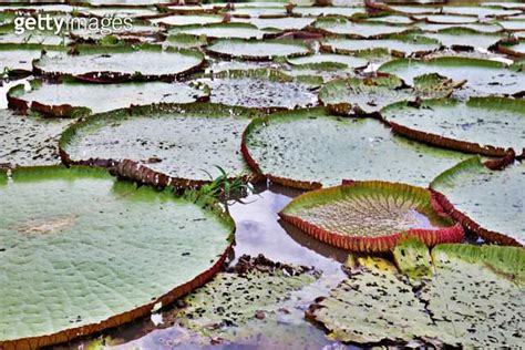 Giant water lilies 이미지 2107513099 게티이미지뱅크