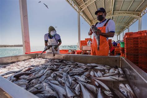 Resilient Fishing Profonanpe