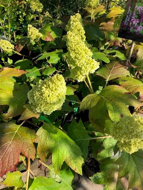 Eikenbladhortensia Nieuw Soort Leen Konijn B V