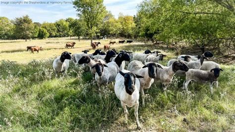 Grazing Sheep Rotational Grazing Video Course And E Book The