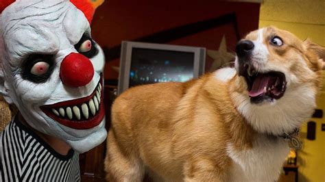 Dog Scared Of Halloween Decorations - 500 Animal