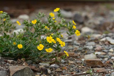 30 Weeds With Small Yellow Flowers And Tips To Eradicate Them