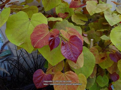 Photo Of The Leaves Of Eastern Redbud Cercis Canadensis Flame Thrower