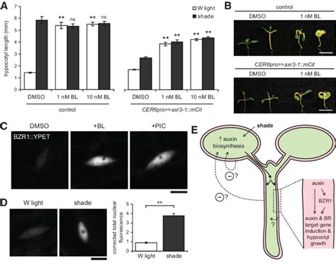 Auxin Functions To Regulate Hypocotyl Growth In Part Through The Br