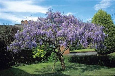 Which Wisteria Rhs Gardening