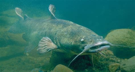 Flathead catfish - Alchetron, The Free Social Encyclopedia