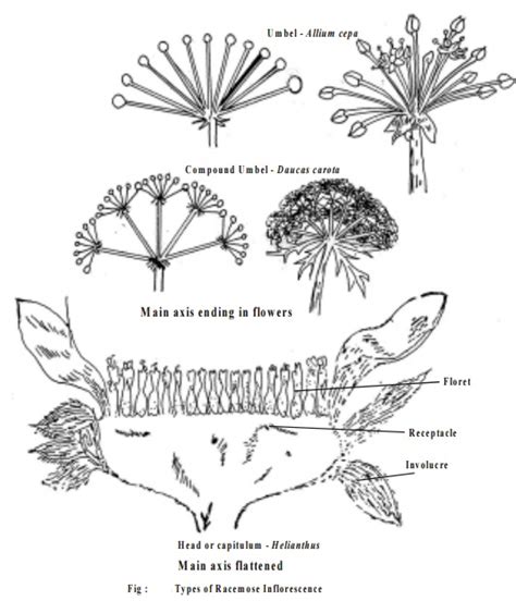 Inflorescence : Racemose, Cymose, Mixed and Special types