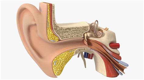 Human Ear Anatomy Structure 3D Model $99 - .3ds .blend .c4d .fbx .max .ma .lxo .obj - Free3D